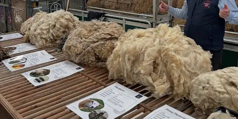 Rising Wool Prices Bring Hope to Sheep Farmers Across the UK